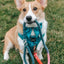 Dog Rope Leash - Jack & Jill