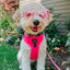 Dog Leash - Neon Pink