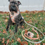 Dog Rope Leash - Honeydew