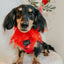 Dog Adjustable Harness - Merlot