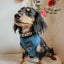 Dog Adjustable Harness - Denim