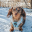 Dog Adjustable Harness - Blumond