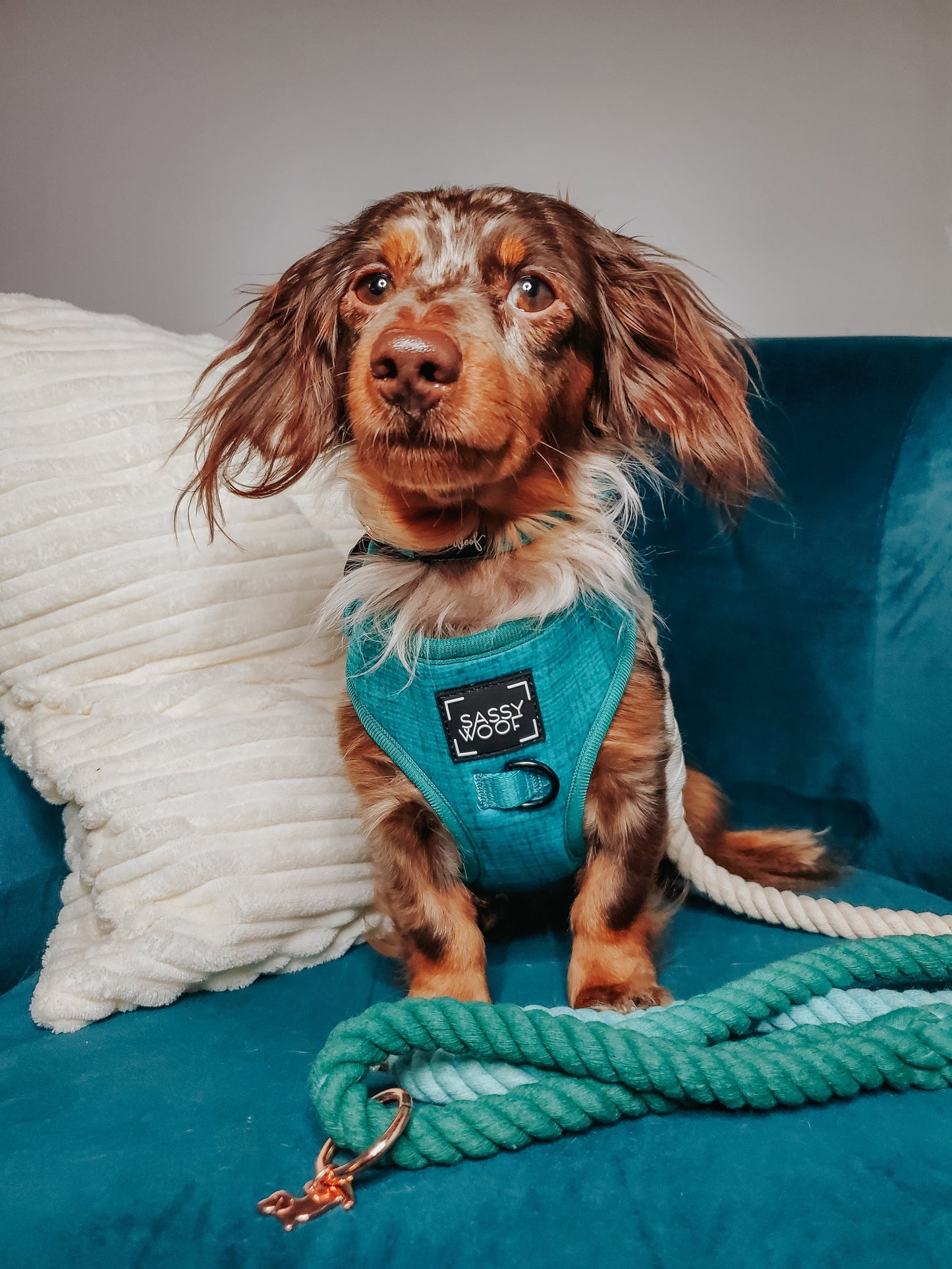 Dog Adjustable Harness - Napa
