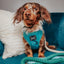Dog Rope Leash - Ombre Teal