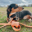 Dog Waterproof Leash - Orange