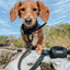 Dog Waterproof Collar - Black