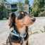 Dog Waterproof Collar - Blue