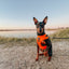 Dog Adjustable Harness - Neon Orange