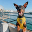 Dog Adjustable Harness - Neon Yellow