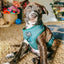 Dog Adjustable Harness - Forest