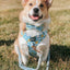 Dog Rope Leash - Bluebell
