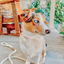 Dog Rope Leash - Natural