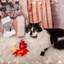 Cat Christmas Stocking with Toys