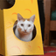 Monster Cheese Wedge Cardboard Cat House