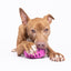 Natural Rubber Football Oral Care Toy
