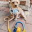 Dog Rope Leash - Airy