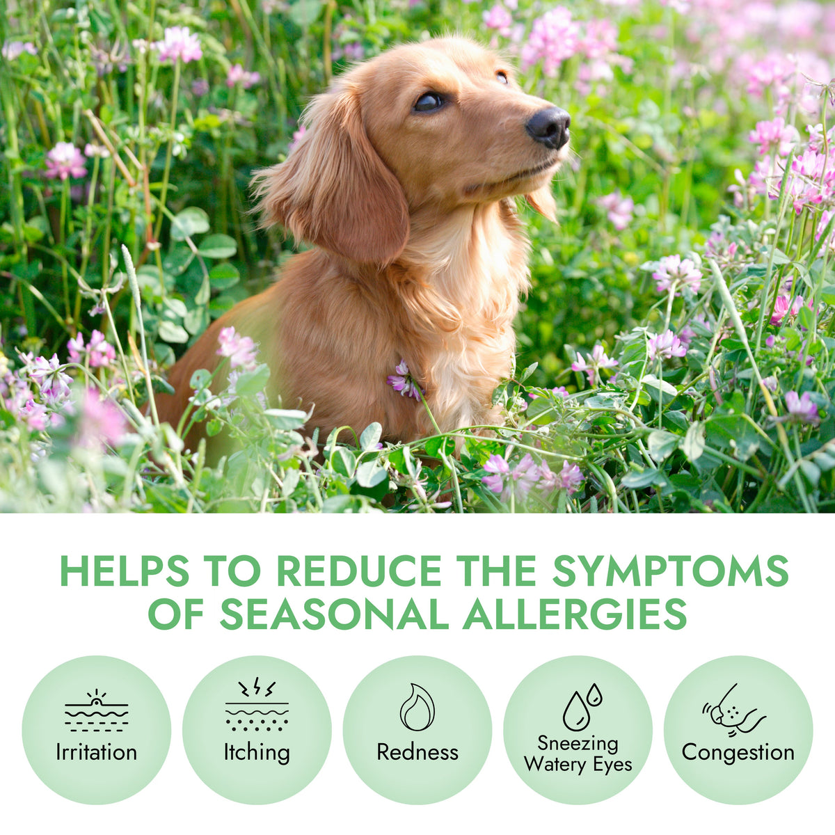 Dog Allergy Relief Chews – Pet Vet Products® Beef Liver Soft Chews with Probiotics for Itchy Skin, Skin Irritation & Seasonal Allergy Support