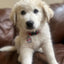 PetHub QR Pet ID Tag – Absent Without a Leash (AWOL)