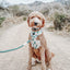 Dog Rope Leash - Amazon