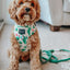 Dog Rope Leash - Amazon