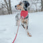 Dog Rope Leash - Amore