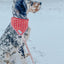 Dog Rope Leash - Amore