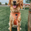 Dog Adjustable Harness - Apple Cider