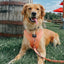Dog Leash - Apple Cider