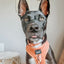 Dog Adjustable Harness - Apple Cider