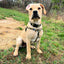 Archie Loves Mud Freedom No-Pull Dog Harness – EarthStyle
