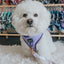 Dog Adjustable Harness - Aurora