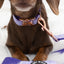 Dog Collar - Aurora