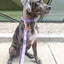 Dog Leash - Aurora