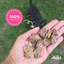 Freeze Dried Hearty Party - Turkey Heart