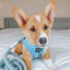 Dog Rope Leash - Azul