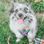 Dog Leash - Love You Fur You