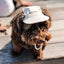 Furever Pet Hat