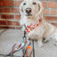 Dog Adjustable Harness - Pie There!