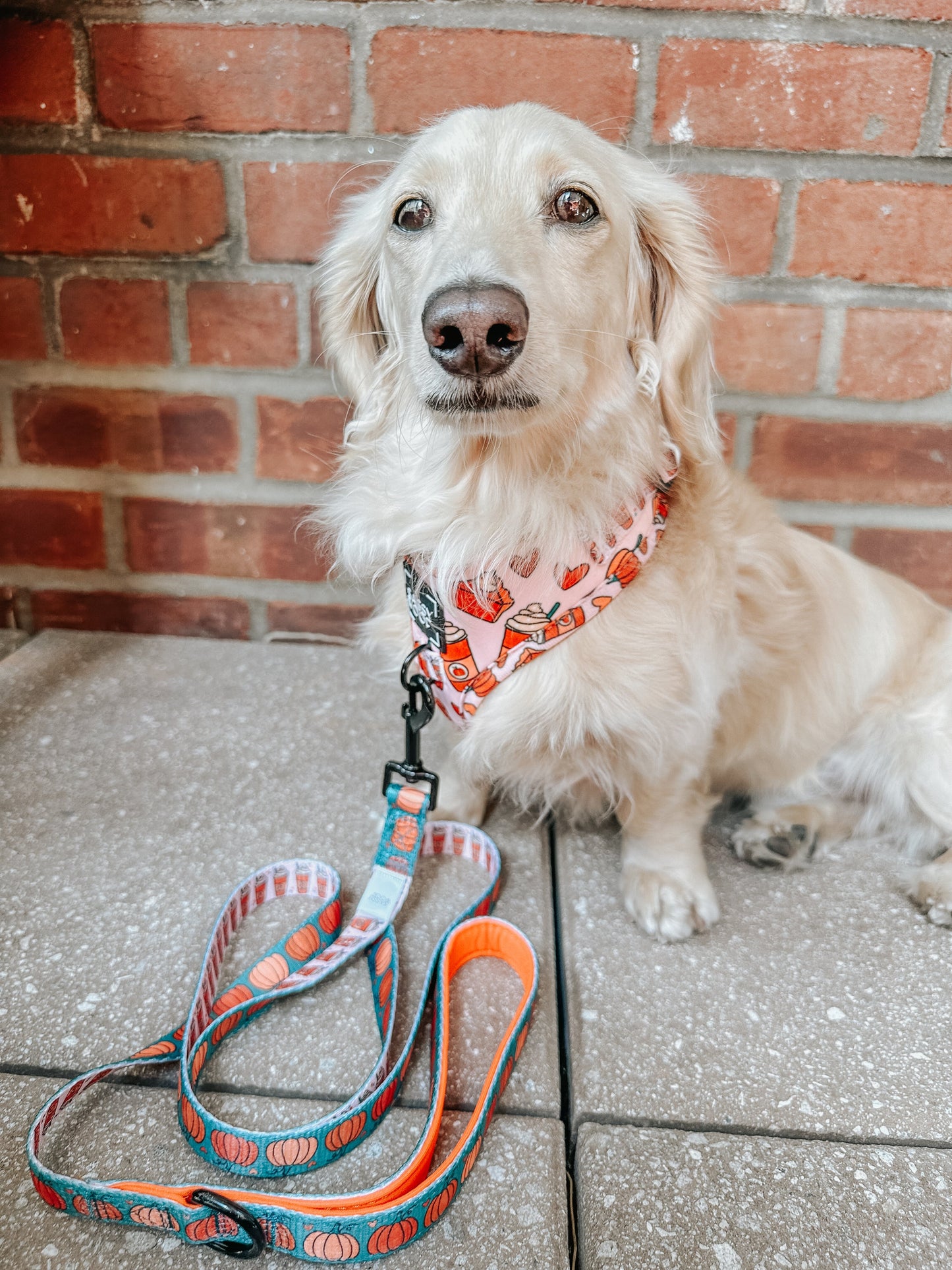Dog Adjustable Harness - Pie There!