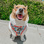 Dog Adjustable Harness - Looney Tunes™ Blue