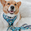 Dog Collar - STAR WARS™ The Mandalorian™