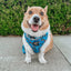 Dog Adjustable Harness - Hot Wheels™