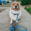 Dog Leash - Hot Wheels™