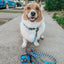 Dog Collar - Hot Wheels™