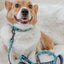 Dog Leash - STAR WARS™ The Mandalorian™