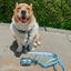 Dog Leash - Disney's Stitch