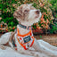 Dog Collar - Peanuts™ Harvest