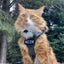 MEOW Morale Patch