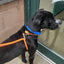 Rescue Pro Harness Leash