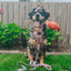 Dog Step-in Harness - Good Vibes
